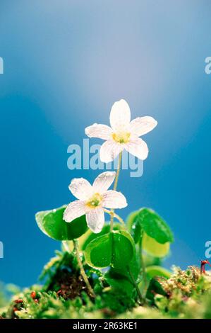 Wood-Sorrel, Waldsauerklee, Pflanzen, Pflanzen (Oxalidaceae), Blumen, Blumen, Sauerkleegewaechse, Blüten, Blüten, Blüten, weiß, weiß (Oxalis Stockfoto