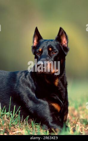 Beauceron, Berger de Beauce, abgeschnittene Ohren Stockfoto