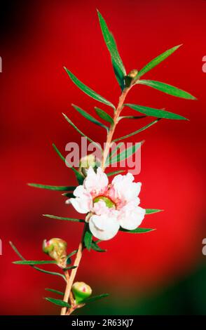 Neuseeland manuka (Leptospermum scoparium) Stockfoto