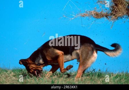 Gemischte Rasse Hund Grabstelle auf der Wiese, Mischrasse Hund Graben auf der Wiese (Tiere) (Säugetiere) (Haustier) (Haustier) (Haustier) Stockfoto