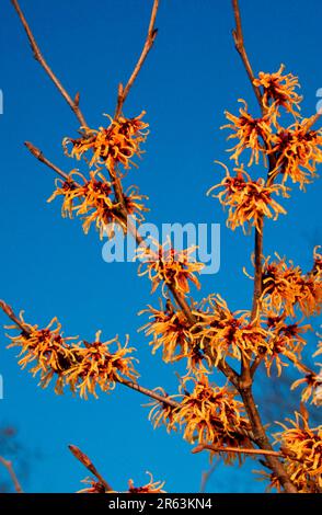 Hybride Hexenhasel (Hamamelis intermedia) „Primavera“, Blumen, Hexenhaselnüsse (Hamamelidaceae), blühende Gartenpflanzen, gelb, Frühling, Zweig Stockfoto