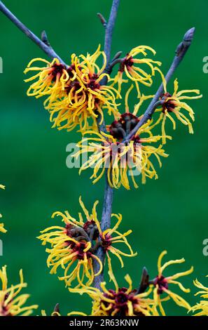 Zaubernuss „Primavera“, Blueten (Hamamelis intermedia), Blumen, [Pflanzen, Pflanzen (Hamamelidaceae), Zaubernussgewaechse, Gartenpflanze, Garten Stockfoto