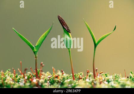 Asche (Fraxinus excelsior) Sprossen Stockfoto