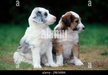 Mischtiere Hunde, Welpen, 5 Wochen alt (Tiere) (Säugetiere) (Haustier) (Haustier) (Haustier) (Haustier) (außen) (außen) (Seite) (Wiese) (SIT) Stockfoto