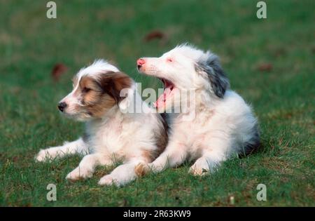 Mischrasse Hunde, Welpen, 8 Wochen alt, Mischrasse Hunde, Welpen, 8 Wochen alt (Tiere) (Säugetiere) (Haushund) (Haustier) (Freiland) (Frontal) (Wiese) Stockfoto