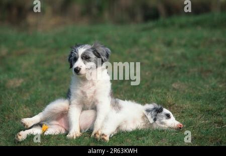 Mischrasse Hunde, Welpen, 8 Wochen alt, Mischrasse Hunde, Welpen, 8 Wochen alt (Tiere) (Säugetiere) (Haustier) (Haustier) (Haustier) (Haustier) Stockfoto