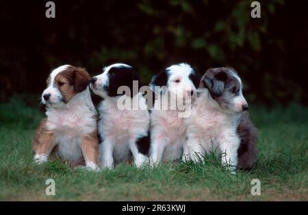Gemischte Rassen, Hunde, Welpen, 5 Wochen Stockfoto
