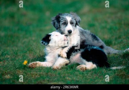 Mischtiere Hunde, Welpen, 8 Wochen alt (Tiere) (Säugetiere) (Haustier) (Haustier) (Haustier) (Haustier) (außen) (außen) (Seite) (Wiese) (Lie) Stockfoto