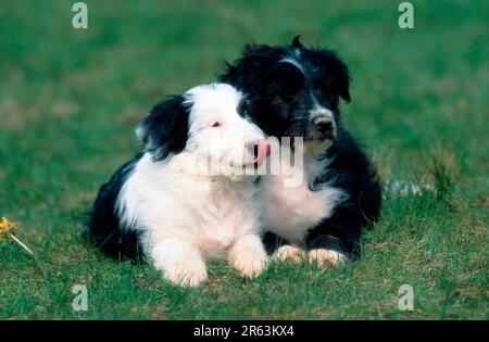 Mischrasse Hunde, Welpen, 8 Wochen alt, Mischrasse Hunde, Welpen, 8 Wochen alt (Tiere) (Säugetiere) (Haustier) (Haustier) (im Freien) (frontal) (frontal) Stockfoto