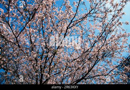 Kirschbaum (Prunus x yedoensis), blühend, Yoshino-Kirsche, Bluehend, Rosengewaechse, Rosaceae, Laubbaum, Laubbaeume, Laubbäume, Zierpflanzen Stockfoto