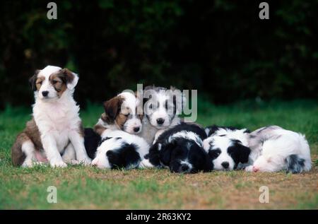 Gemischte Rassen, Hunde, Welpen, 5 Wochen Stockfoto