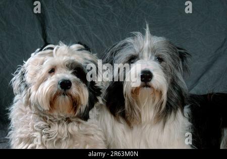 Mischlingshunde Stockfoto