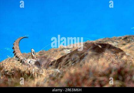 Alpine Ibex (Capra ibex), männlich, schlafend, Niederhorn, Schweiz, Alpensteinbock, maennlich, schlafend, Niederhorn, Berner Oberland, Schweiz Stockfoto