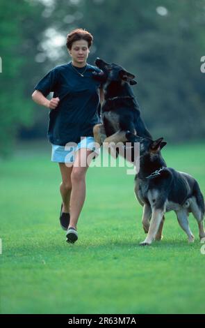 Junge Frau joggt mit deutschen Schäferhunden, greift an, greift an, deutscher Schäferhund Stockfoto