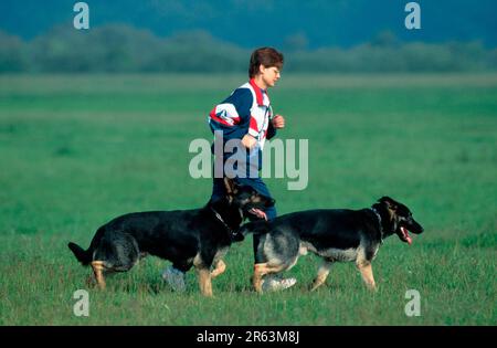 Junge Frau joggt mit Schäferhunden, Schäferhund, Schäferhund, Page Stockfoto