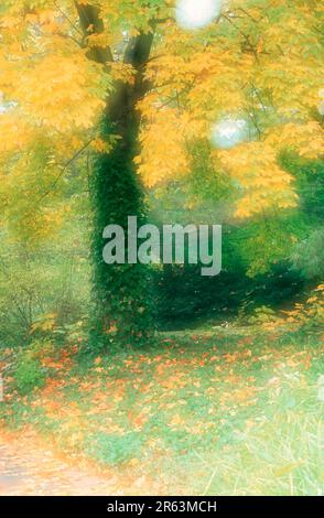 Ivy Ahornbaum, Laubbaum, Laubbäume, Europa, Gelb, Herbst, abstrakt, doppelte Belichtung, weich, weich, Vertikal Stockfoto