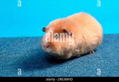 Rex-Meerschweinchen, satiniert Stockfoto