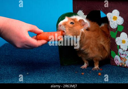 Abyssinisches Meerschweinchen, rot-weiße essende Karotte, Rosette Meerschweinchen, rot-weiß, essende Karotte, Karotten Stockfoto