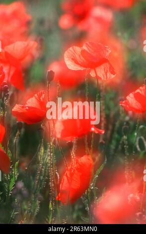 Mohn (Papaver rhoeas), Neusiedlsee, Österreich, Klatschmohn, Neusiedlersee, Oesterreich, Mohngewaechse, Papaveraceae, Europa Stockfoto