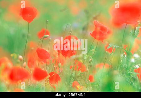 Mohn (Papaver rhoeas), Mohn, Mohn, Papaveraceae Stockfoto