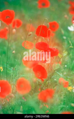 Mohn (Papaver rhoeas), Mohn, Mohn, Papaveraceae Stockfoto