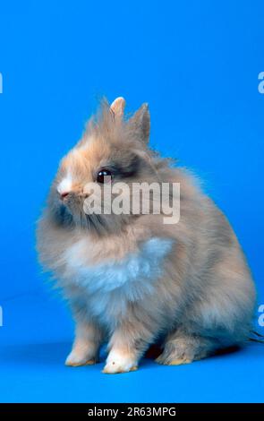 Junge Zwergkaninchen mit Löwenmane, Junges Zwergkaninchen mit Löwenmane (Zwergkaninchen mit Löwenmane) (Tiere) (Säugetiere) (Haustier) (Haustier) (Nagetiere) (Nagetiere) Stockfoto