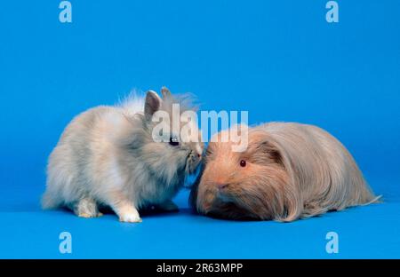 Junger Zwergkaninchen mit Löwenmane und Shelti (Zwergkaninchen mit Löwenmane) (Tiere) (Säugetiere) (Nagetiere) (Haustier) (Kaninchen) (innen) (Studio) (lang Stockfoto