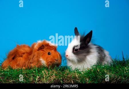 Rosetten-Meerschweinchen und junge Löwenmähne, Zwerg-Kaninchen, Mähne, Zwerg-Kaninchen, Löwenkopf-Kaninchen Stockfoto