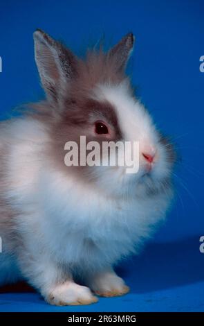 Zwergkaninchen mit Löwenmane, Zwergkaninchen mit Löwenmane, Chinchilla mit weißem (Zwergkaninchen mit Löwenmane) (Tiere) (Säugetiere) (Haustier) (Nagetiere) Stockfoto