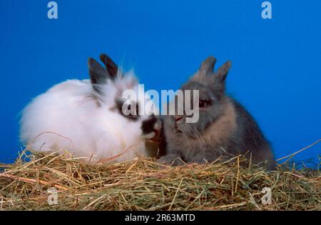 Zwergkaninchen mit Löwenmane, weiß mit Blau und Blau mit Creme, Zwergkaninchen mit Löwenmane, weiß mit Blau und blau mit Creme (Zwergkaninchen mit Löwenmane Stockfoto