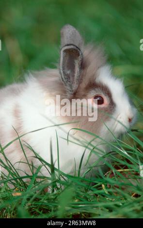 Zwergkaninchen mit Löwenmane, Zwergkaninchen mit Löwenmane, Chinchilla mit weißem (Zwergkaninchen mit Löwenmane) (Tiere) (Säugetiere) (Haustier) (Nagetiere) Stockfoto