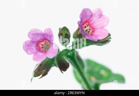 Lungenkraut (Pulmonaria officinalis), Blüten Stockfoto