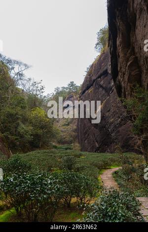 fujian nanping wuyishan Teeplantagen zwischen den hohen Felsen, Platz für Text Stockfoto