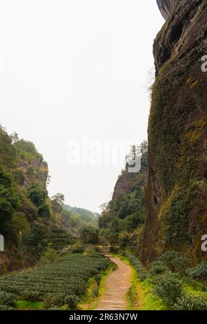 Straße durch Teeplantage in der Provinz Fujian in China, Platz für Text kopieren Stockfoto