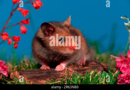 Syrischer oder goldener Hamster (Mesocricetus auratus) Stockfoto