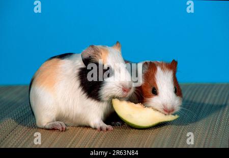 Junge Meerschweinchen fressen Früchte, junge Meerschweinchen fressen Früchte Stockfoto