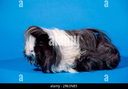 Peruanisches Meerschweinchen, schwarz-cremeweiß Stockfoto