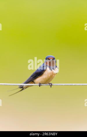 Scheune Swallow Hirundo rustica, Erwachsener auf Draht, Suffolk, England, Juni Stockfoto
