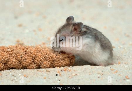 Djungarischer Hamster (Phodopus sungorus), Junghirse, isst Fuchshirse Stockfoto