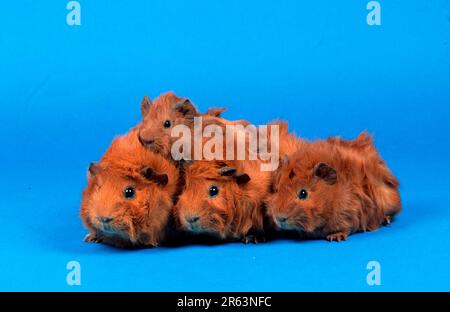 Abyssinisches Meerschweinchen, rot Stockfoto