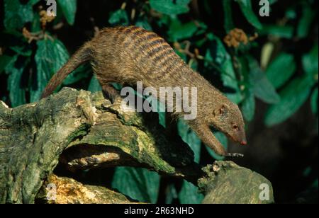 Zebramangusten (Mungos Mungo) Stockfoto
