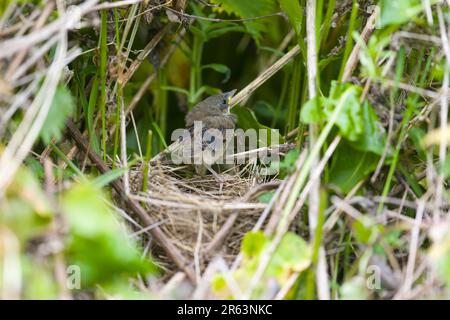 Gemeiner weißer Hals Sylvia communis, Tussi steht auf Nest und wird flackern, Suffolk, England, June Stockfoto