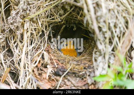 Europäisches Robin Erithacus rubecula, Erwachsene Frau, die auf dem Nest sitzt, Suffolk, England, Mai Stockfoto