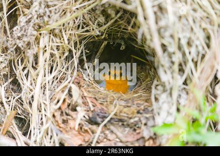 Europäisches Robin Erithacus rubecula, Erwachsene Frau, die auf dem Nest sitzt, Suffolk, England, Mai Stockfoto