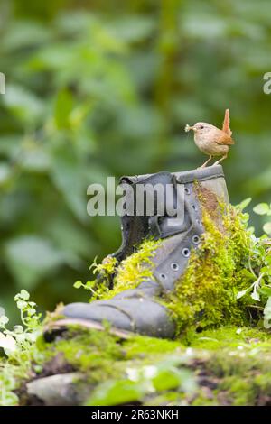 Eurasische Wren Troglodytes troglodytes, Erwachsener auf alten Stiefeln mit Futter für Küken im Schnabel, Suffolk, England, Juni Stockfoto