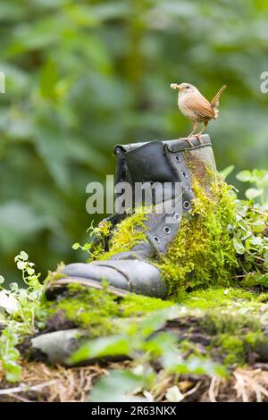 Eurasische Wren Troglodytes troglodytes, Erwachsener auf alten Stiefeln mit Futter für Küken im Schnabel, Suffolk, England, Juni Stockfoto