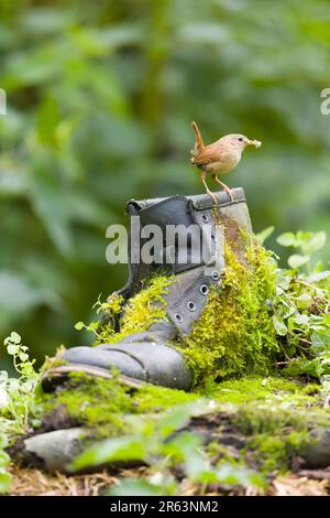 Eurasische Wren Troglodytes troglodytes, Erwachsener auf alten Stiefeln mit Futter für Küken im Schnabel, Suffolk, England, Juni Stockfoto