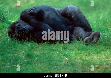 Westlicher Tieflandgorilla (Gorilla Gorilla Gorilla), männlich Stockfoto