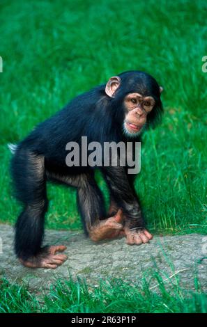 Junger Schimpanse (Pan troglodytes), Schimpanse Stockfoto