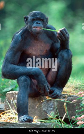 Bonobo, Männlich, Zwergschimpanse (Pan paniscus) Stockfoto